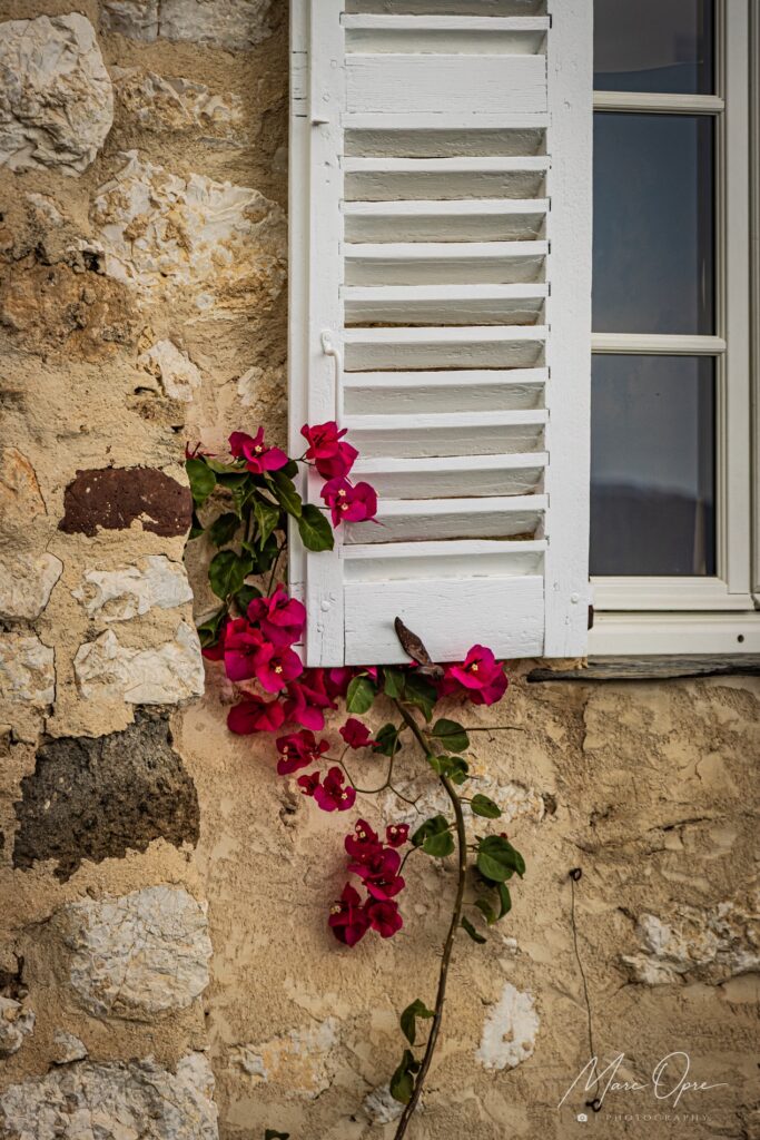 Blütenzauber in der Provence
